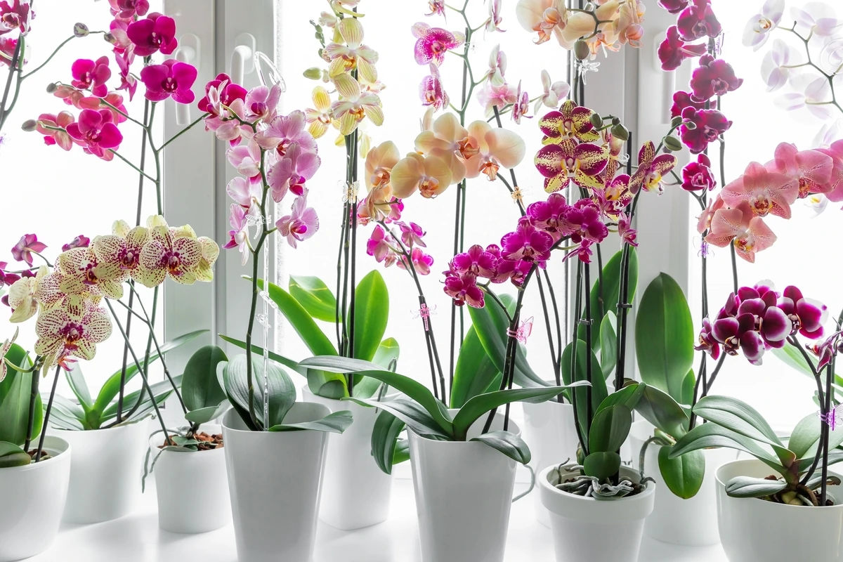 orchideje