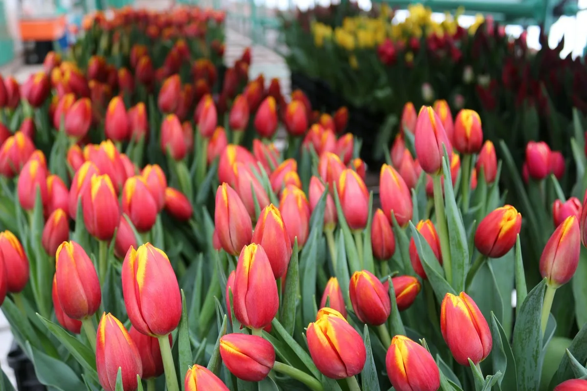 tulipány