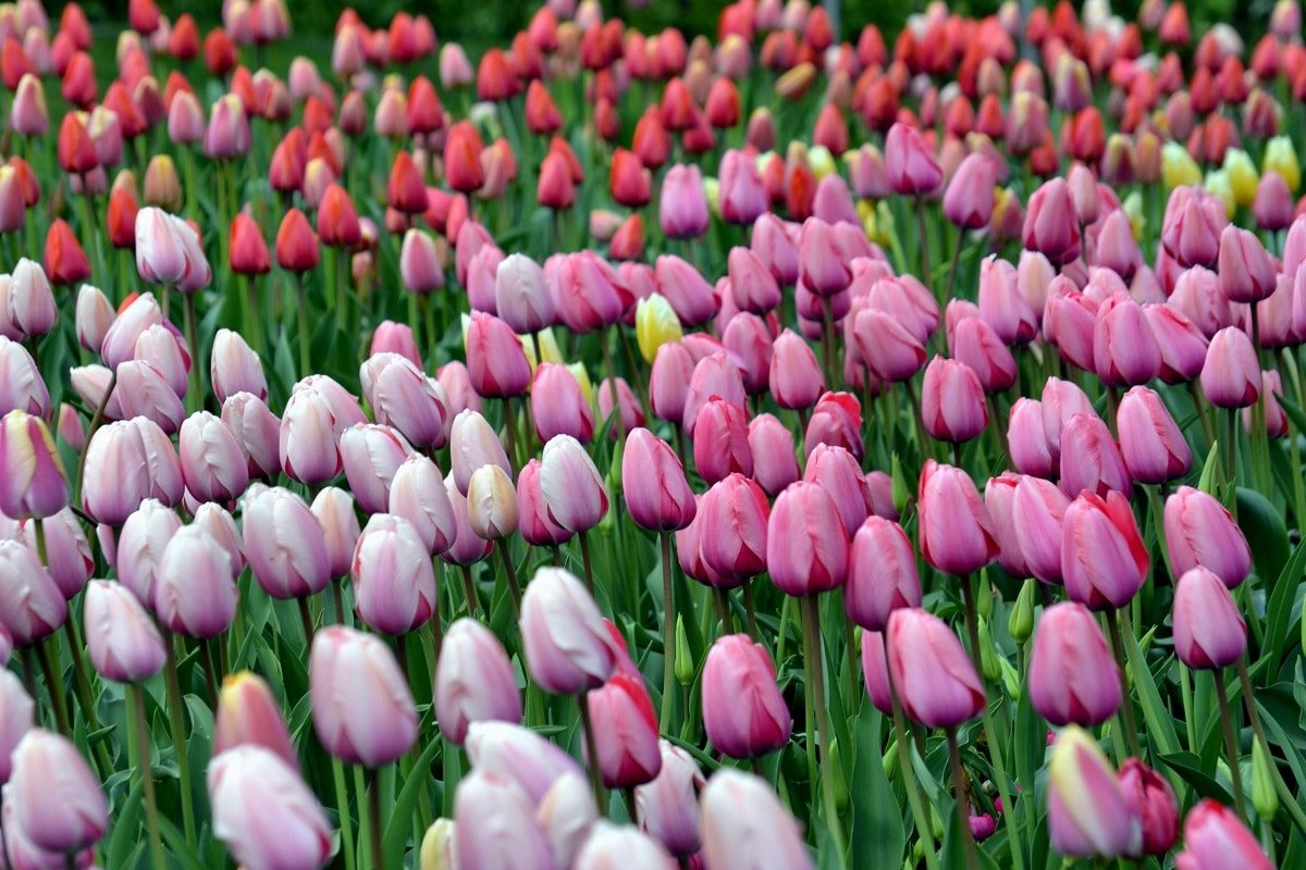 tulipány