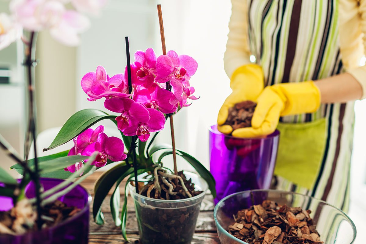 orchideje